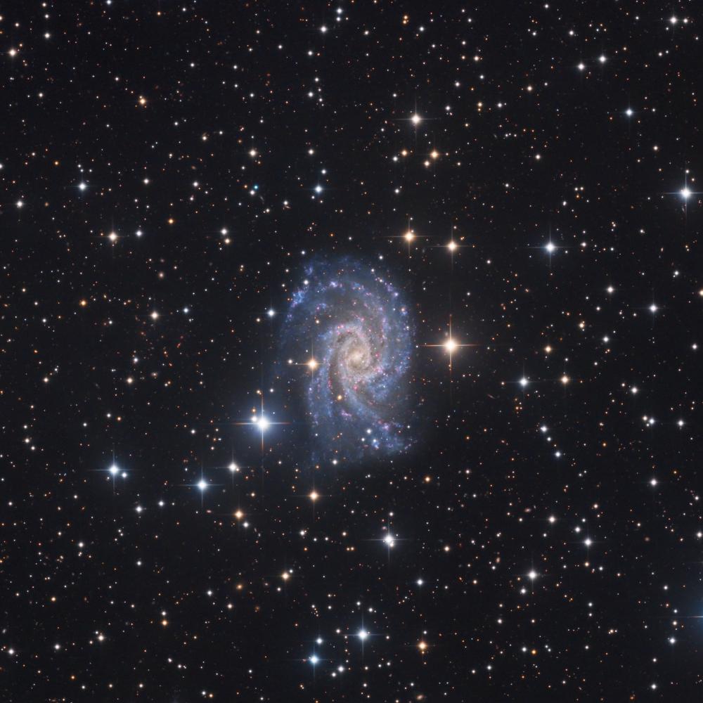 NGC2835